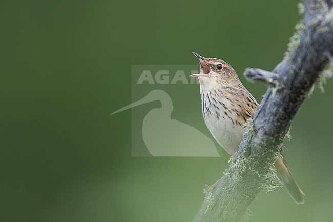 Lanceolated Warbler - Strichelschwirl - Locustella lanceolata ssp. lanceolata, Russia stock-image by Agami/Ralph Martin,