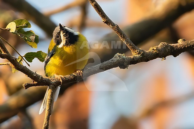 Black-throated Apalis (Apalis jacksoni) perched on a branch in Angola. stock-image by Agami/Dubi Shapiro,