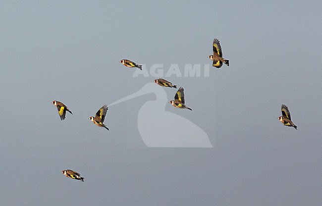 Small group of European Goldfinches (Carduelis carduelis) flying by during winter in The Netherlands. Wintering flock on Wadden Island Terschelling. stock-image by Agami/Edwin Winkel,