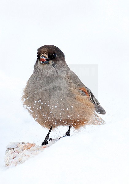 Siberian Jay (Perisoreus infaustus) in taiga forest of northern Finland during a cold winter. Foraging in the snow. Standing with food in its beak. stock-image by Agami/Marc Guyt,