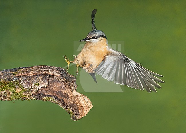 Eurasian Nuthatch; Boomklever stock-image by Agami/Alain Ghignone,