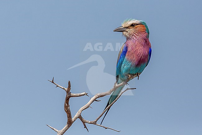 A Lilac-breasted Roller, balances on a barren thorn branch against the backdrop of a clear Kruger sky. stock-image by Agami/Onno Wildschut,
