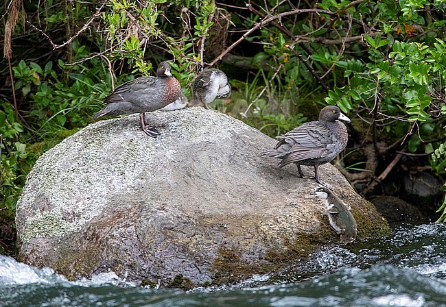 Family Blue Ducks (Hymenolaimus malacorhynchos hymenolaimus) resting on a large boulder in a fast flowing river near Turangi on North Island, New Zealand. stock-image by Agami/Marc Guyt,