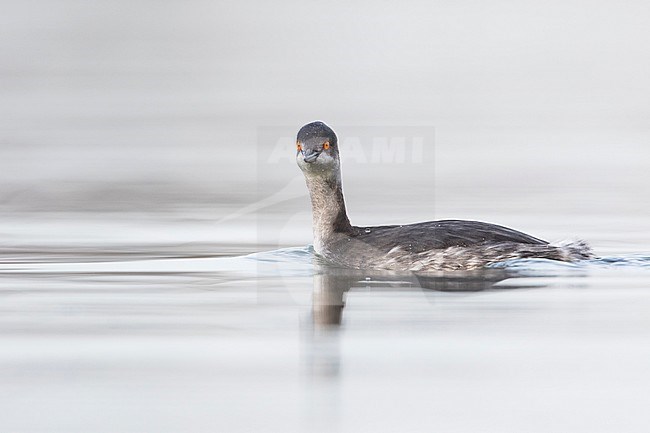 Black-necked Grebe - Schwarzhalstaucher - Podiceps nigricollis ssp. nigricollis, Germany, adult winter stock-image by Agami/Ralph Martin,