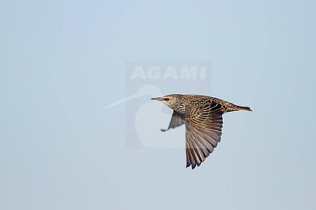 Common Starling - Star - Sturnus vulgaris ssp. vulgaris, Germany, adult stock-image by Agami/Ralph Martin,