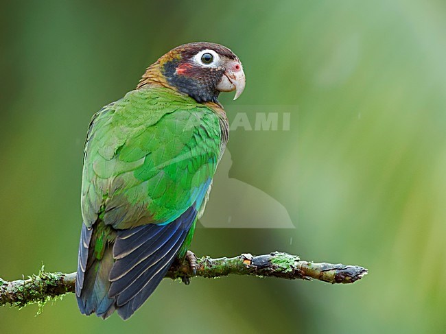 Brown-hooded Parrot (Pyrilia haematotis) perched on a branch. stock-image by Agami/Alex Vargas,