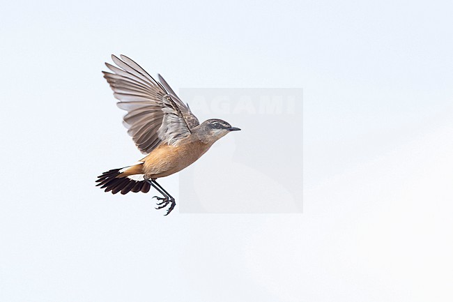 adult male buff-breasted wheatear (Oenanthe bottae), also known as Botta's wheatear or the red-breasted wheatear in flight, found in Gaysay Plains in Ethiopia stock-image by Agami/Mathias Putze,