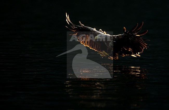 Zeearend met vis, White-tailed Eagle with fish stock-image by Agami/Danny Green,