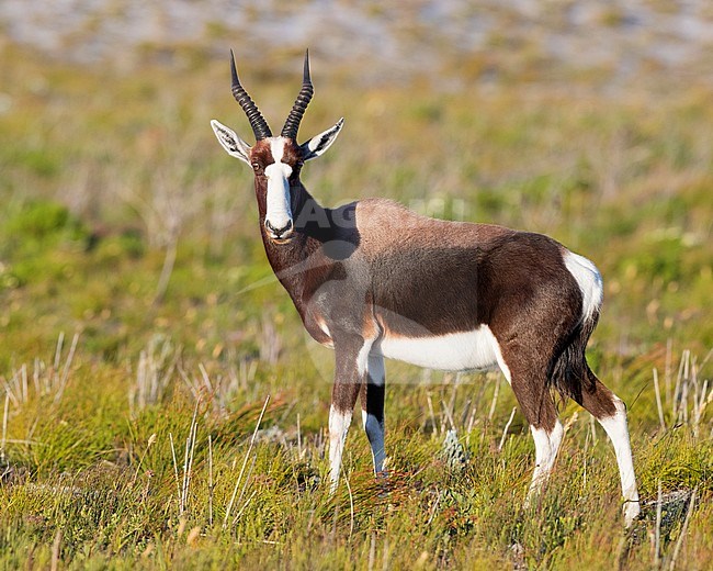 Bontebok (Damaliscus pygargus), adult standing on the ground, Western Cape, South Africa stock-image by Agami/Saverio Gatto,