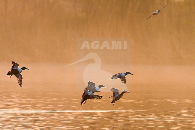 Slobeend, Northern Shoveler, Anas clypeata flock of males chasing a female in early morning light stock-image by Agami/Menno van Duijn,