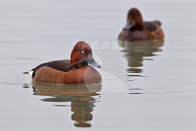 Witoogeend; Aythya nyroca; Ferruginous Duck stock-image by Agami/Daniele Occhiato,