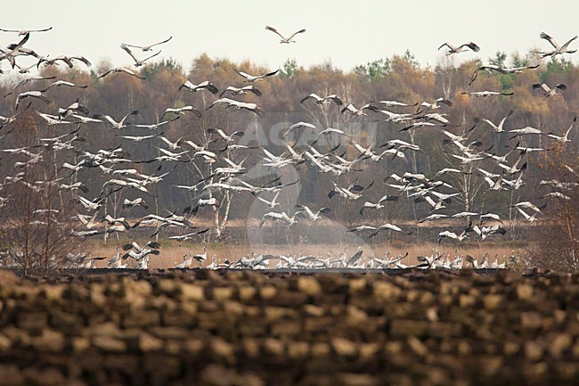 Kraanvogels tijdens de najaarstrek, Common Cranes during migration stock-image by Agami/Wil Leurs,