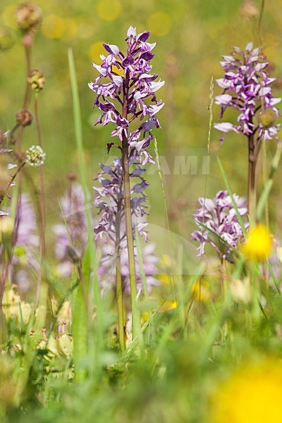 Bloeiende Soldaatjes Popelmondedal, Flowering Military Orchids Popelmondedal stock-image by Agami/Wil Leurs,