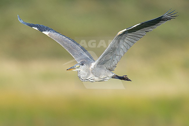  stock-image by Agami/Menno van Duijn,