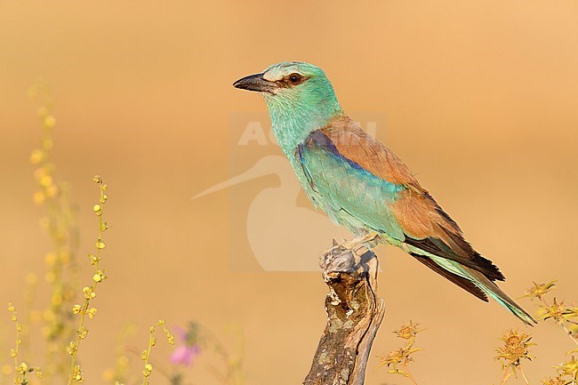 European Roller (Coracias garrulus), side view of an adult female perched on a dead trunk, Campania, Italy stock-image by Agami/Saverio Gatto,