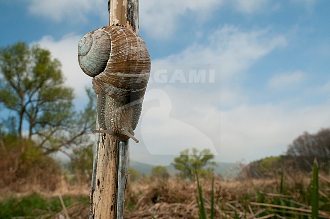Wijngaardslak op een stengel, Edible snail on a stalk stock-image by Agami/Rob de Jong,