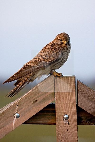 Torenvalk vrouw zittend; Common Kestrel female perched stock-image by Agami/Kristin Wilmers,