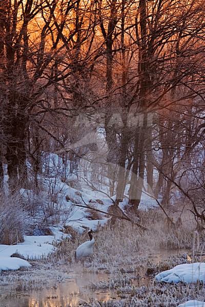 Chinese Kraanvogel; Red-crowned Crane stock-image by Agami/Marc Guyt,