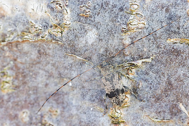 Leiopus femoratus, Germany (Baden-Württemberg), imago, male stock-image by Agami/Ralph Martin,