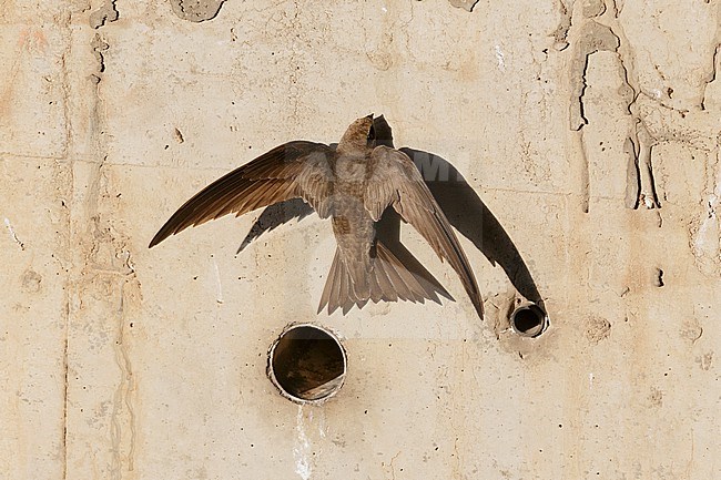 Pallid Swift (Apus pallidus), adult holding on to a wall, Campania, Italy stock-image by Agami/Saverio Gatto,