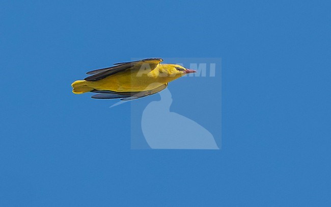 Eurasian Golden Oriole (Oriolus oriolus) male, in flight, on migration, with closed wings. stock-image by Agami/Lennart Verheuvel,
