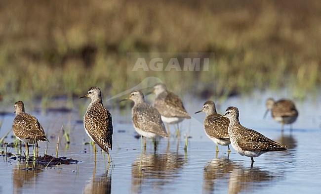 Groepje Bosruiters; Group of Wood Sandpipers stock-image by Agami/Markus Varesvuo,