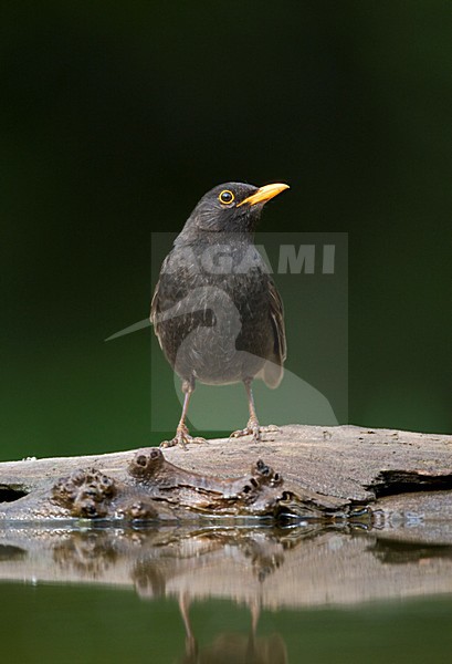 Merel bij drinkplaats; Common Blackbird at drinking site stock-image by Agami/Marc Guyt,