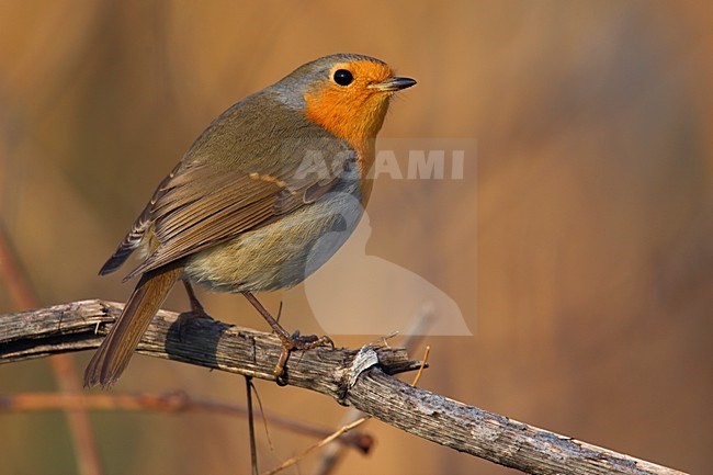 Roodborst zittend; European Robin perched stock-image by Agami/Daniele Occhiato,