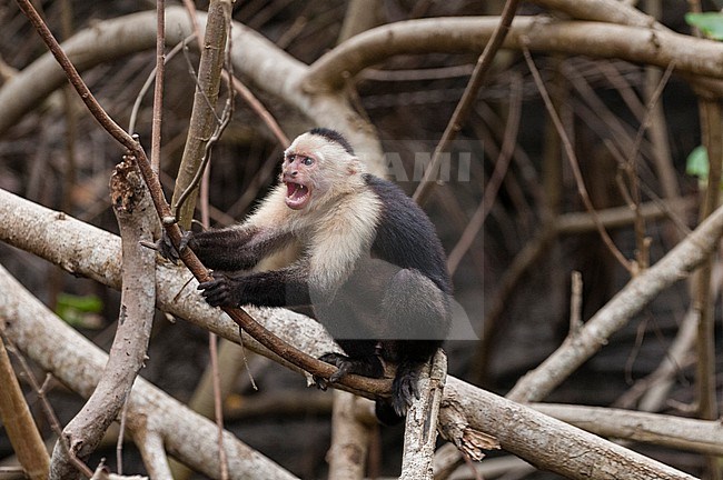 Portrait of an aggressive white-faced capuchin monkey, Cebus capucinus. Curu Wildlife Reserve, Costa Rica. stock-image by Agami/Sergio Pitamitz,