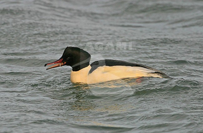 Goosander adult male swimming; Grote Zaagbek volwassen man zwemmend stock-image by Agami/Reint Jakob Schut,