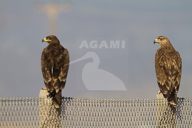 Eastern Imperial Eagle - Kaiseradler - Aquila heliaca, Oman, 3rd cy with Steppe Eagle stock-image by Agami/Ralph Martin,