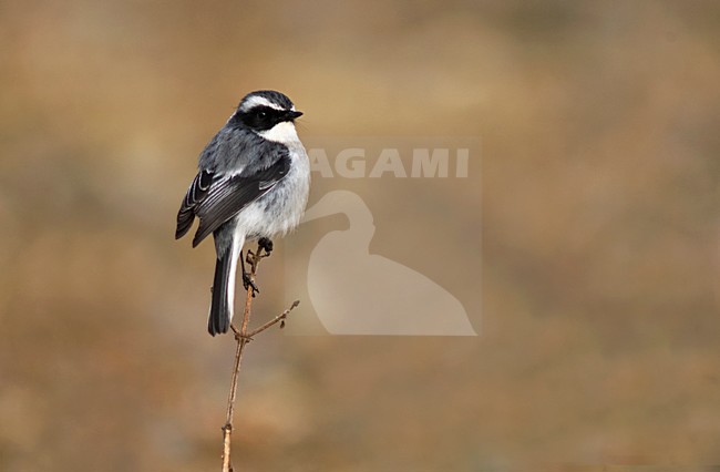 Male Grey Bush Chat, Saxicola ferreus, perched. stock-image by Agami/Marc Guyt,