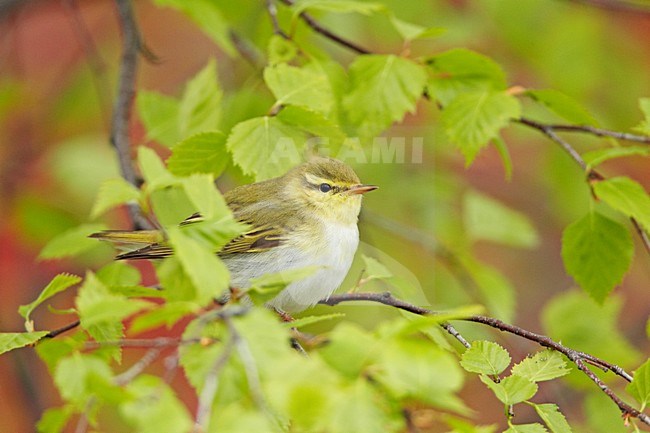 Fluiter zittend op takje; Wood Warbler perched on a branch stock-image by Agami/Markus Varesvuo,