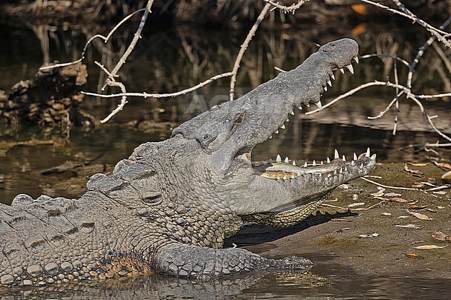 American crocodile (Crocodylus acutus) in Western Mexico. Adult resting on shore with beak wide open. stock-image by Agami/Pete Morris,