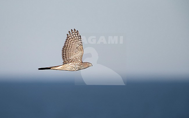 Juvenile Cooper's Hawk (Accipiter cooperii) in flight at migration at Cape May, New Jersey, USA stock-image by Agami/Helge Sorensen,