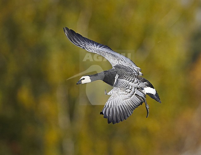 Barnacle Goose flying; Brandgans vliegend stock-image by Agami/Jari Peltomäki,