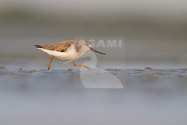 Terek Sandpiper - Terekwasserläufer - Xenus cinereus, Oman, nonbreeding stock-image by Agami/Ralph Martin,