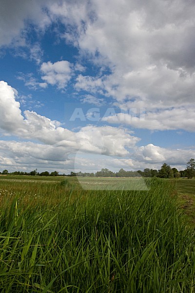 Weeribben in de zomer; Weeribben in summer stock-image by Agami/Marc Guyt,
