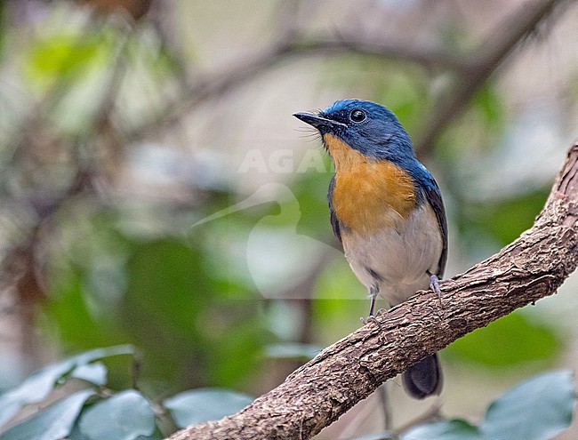 Male Indochinese Blue Flycatcher (Cyornis sumatrensis) in Thailand. stock-image by Agami/Pete Morris,