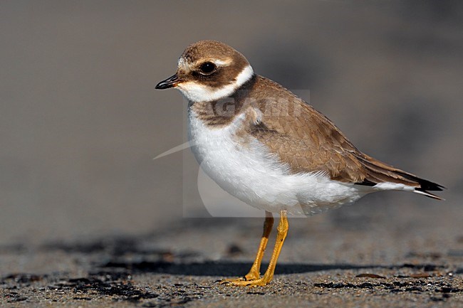 Juveniele Bontbekplevier; Juvenile Common Ringed Plover stock-image by Agami/Daniele Occhiato,