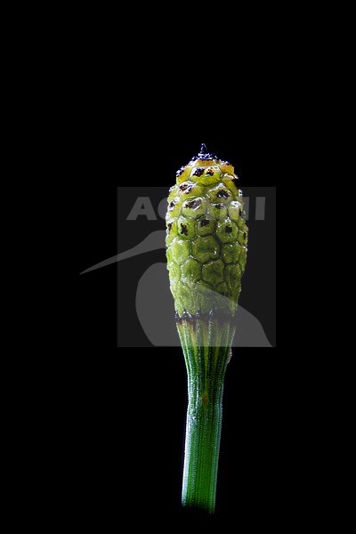 Boston Horsetail, Equisetum ramosissimum stock-image by Agami/Wil Leurs,