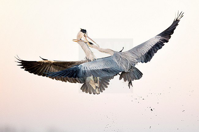 Vechtende Blauwe Reigers; Fighting Grey Herons stock-image by Agami/Bence Mate,
