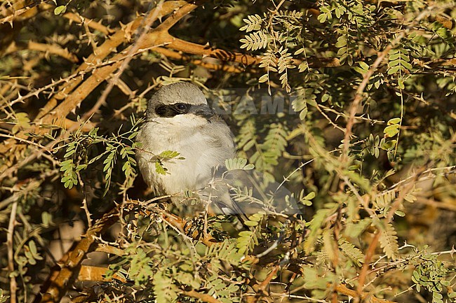 Great Grey Shrike - Raubwürger - Lanius excubitor ssp. aucheri, Oman, adult stock-image by Agami/Ralph Martin,
