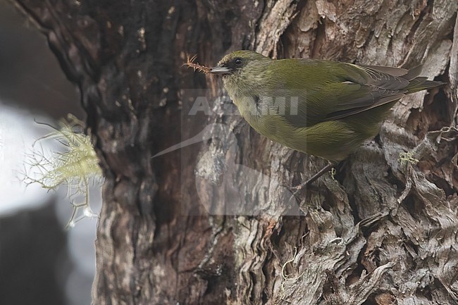 Hawaii creeper or ?alawi (Loxops mana)  foraging in a tree on Hawai'i stock-image by Agami/Dubi Shapiro,