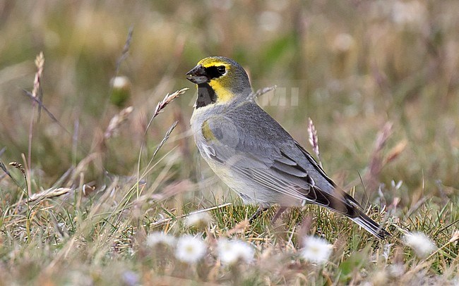 Male Yellow-bridled Finch, Melanodera xanthogramma, in southern Argentina. stock-image by Agami/Dani Lopez-Velasco,