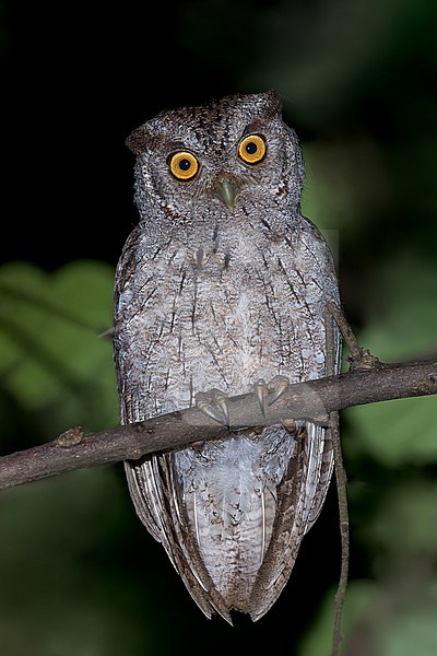 Pacific Screech-Owl (Megascops cooperi )Perched on a branch at night in El Salvador stock-image by Agami/Dubi Shapiro,