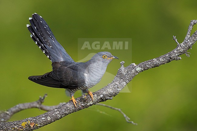 Common Cuckoo, Cuculus canorus, in Italy. stock-image by Agami/Daniele Occhiato,