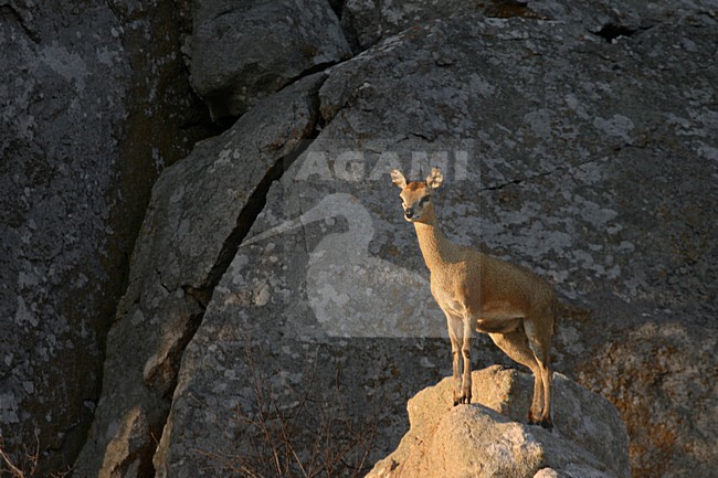 Klipspringer, Klipspringer stock-image by Agami/Bas Haasnoot,