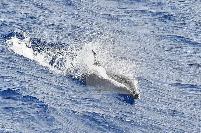 Bottlenose Dolphin (Tursiops truncatus) swimming in the open ocean. stock-image by Agami/Laurens Steijn,