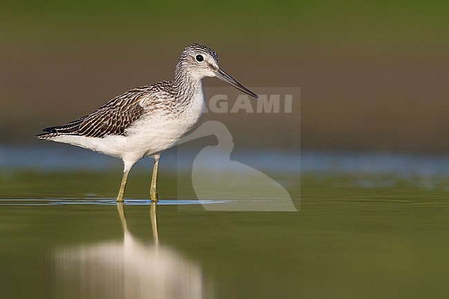Common Greenshank, Tringa nebularia, in Italy. Standing in shallow water. stock-image by Agami/Daniele Occhiato,